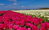 Tulpenrit 2023 17